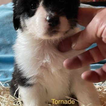 chiot Berger australien noir tri TORNADE Berger australien des fauminards