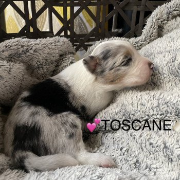 chiot Berger australien bleu merle TOSCANE Berger australien des fauminards