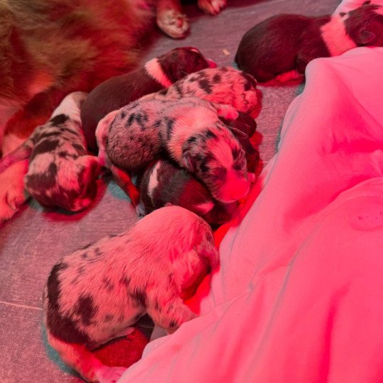 chiot Berger australien Rouge tricolore 1er chiot Berger australien des fauminards