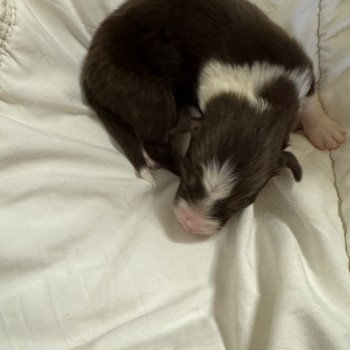 chiot Berger australien Rouge tricolore 1er chiot Berger australien des fauminards