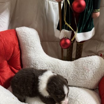 chiot Berger australien Rouge tricolore 1er chiot Berger australien des fauminards