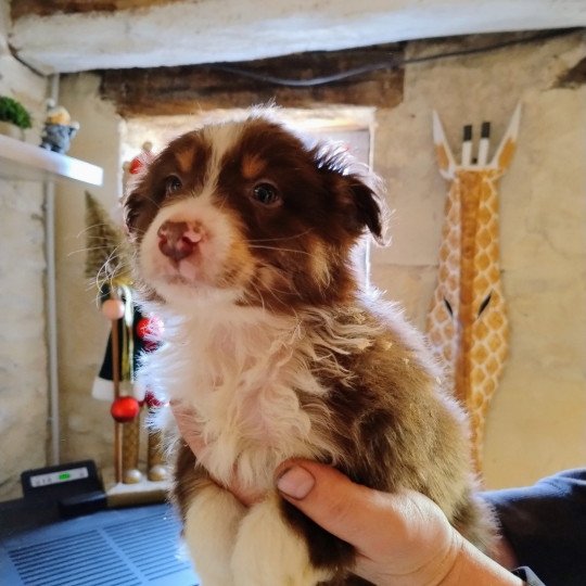 chiot Berger australien Rouge tricolore Mâle rouge tricolore 1 Berger australien des fauminards