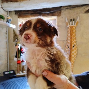 chiot Berger australien Rouge tricolore Mâle rouge tricolore 1 Berger australien des fauminards
