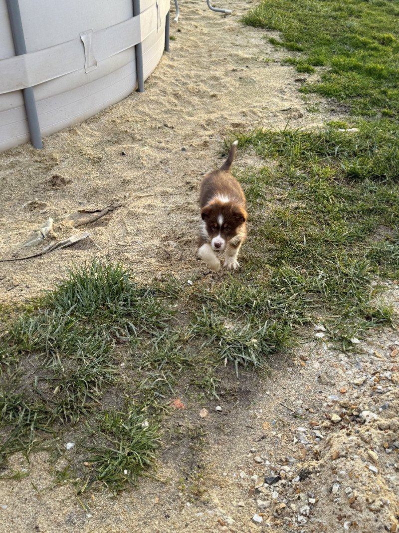 Ulysse Mâle Berger australien