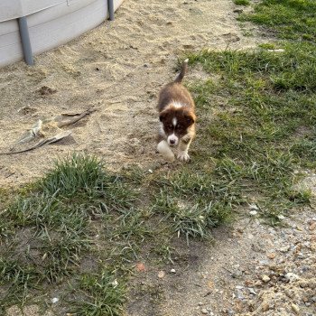 chiot Berger australien Rouge tricolore Ulysse Berger australien des fauminards