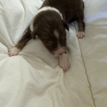 chiot Berger australien Rouge tricolore 2eme chiot Berger australien des fauminards