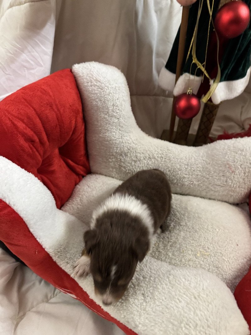 TAHIA Femelle Berger australien