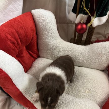 chiot Berger australien Rouge tricolore 2eme chiot Berger australien des fauminards