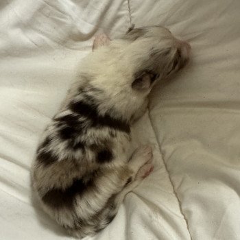 chiot Berger australien Rouge merle 3ème chiot Berger australien des fauminards