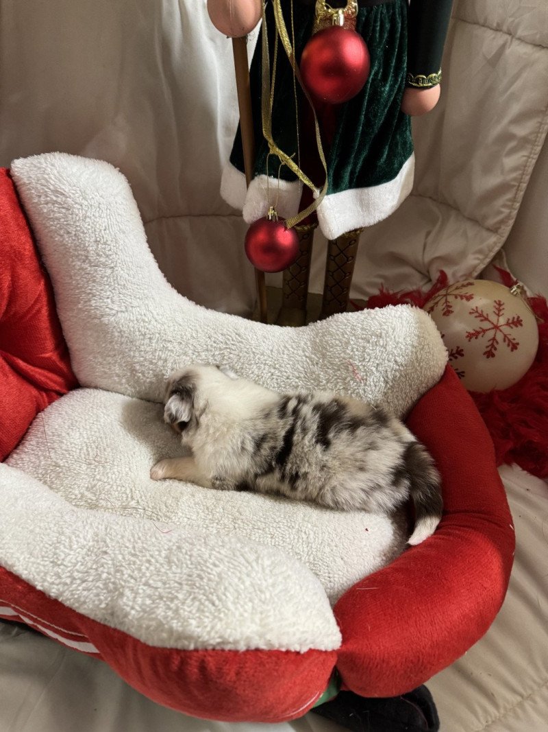 Looky Mâle Berger australien