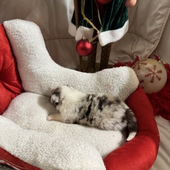 chiot Berger australien Rouge merle 3ème chiot Berger australien des fauminards