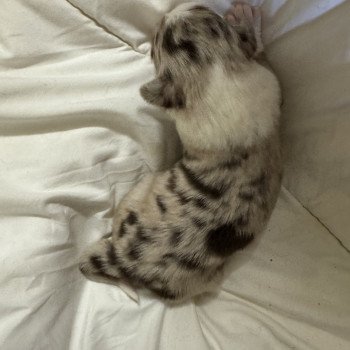 chiot Berger australien Rouge merle 4eme chiot Berger australien des fauminards