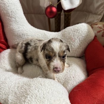chiot Berger australien Rouge merle 4eme chiot Berger australien des fauminards
