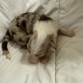 chiot Berger australien Rouge merle 5eme chiot Berger australien des fauminards