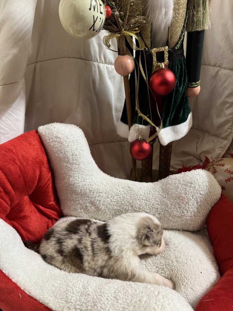 VIK Mâle Berger australien