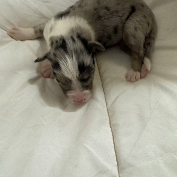 chiot Berger australien Bleu merle 6eme chiot Berger australien des fauminards