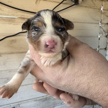 chiot Berger australien Bleu merle 6eme chiot Berger australien des fauminards
