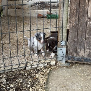 chiot Berger australien Bleu merle Vénus Berger australien des fauminards