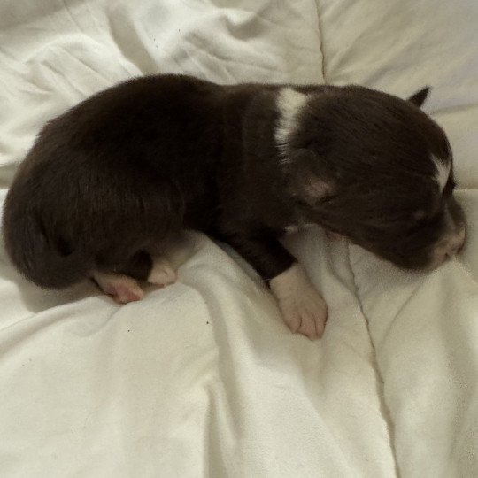 chiot Berger australien Rouge tricolore 7eme chiot Berger australien des fauminards