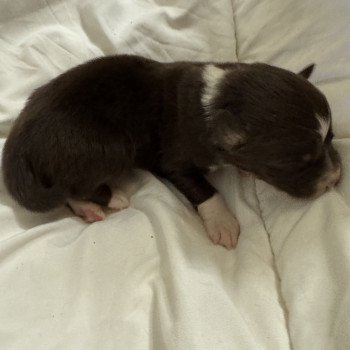 chiot Berger australien Rouge tricolore 7eme chiot Berger australien des fauminards