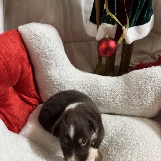 chiot Berger australien Rouge tricolore 7eme chiot Berger australien des fauminards