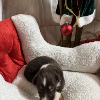 chiot Berger australien Rouge tricolore 7eme chiot Berger australien des fauminards