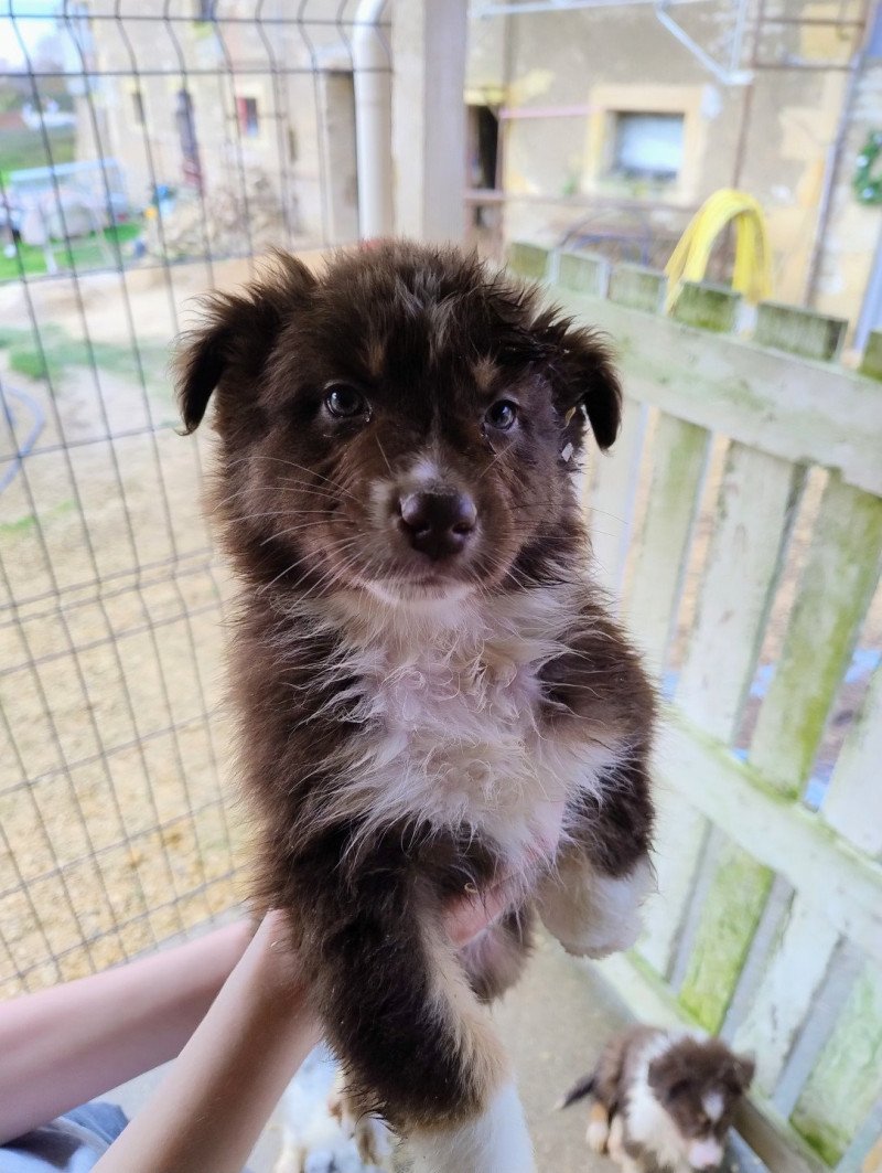 Cooper Mâle Berger australien