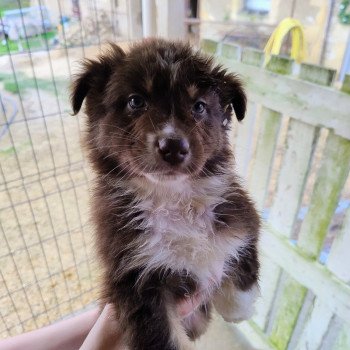 chiot Berger australien Rouge tricolore Mâle rouge tricolore 7 Berger australien des fauminards