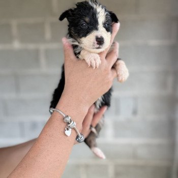 chiot Berger australien Noir tricolore ABBA Berger australien des fauminards chiot Berger australien Noir tricolore ABBA Berger australien des fauminards