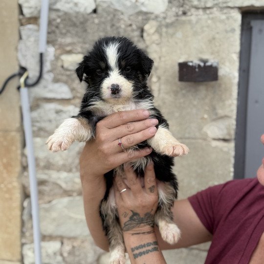 chiot Berger australien Noir tricolore ABBA Berger australien des fauminards