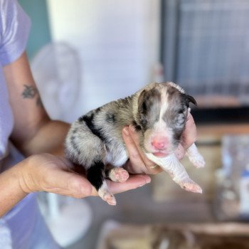 chiot Berger australien Bleu merle ADÈS Berger australien des fauminards chiot Berger australien Bleu merle ADÈS Berger australien des fauminards