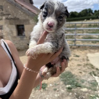 chiot Berger australien Bleu merle ADÈS ( Aïki ) Berger australien des fauminards chiot Berger australien Bleu merle ADÈS ( Aïki ) Berger australien des fauminards
