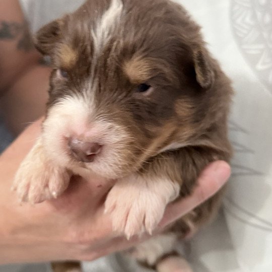 chiot Berger australien Rouge tricolore Aïa Berger australien des fauminards