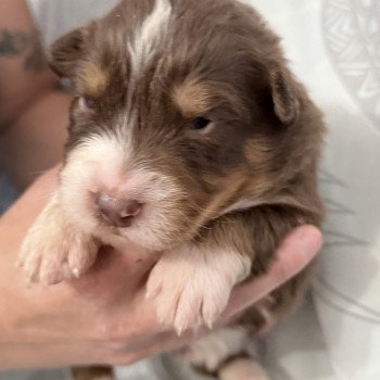 chiot Berger australien Rouge tricolore Aïa Berger australien des fauminards chiot Berger australien Rouge tricolore Aïa Berger australien des fauminards