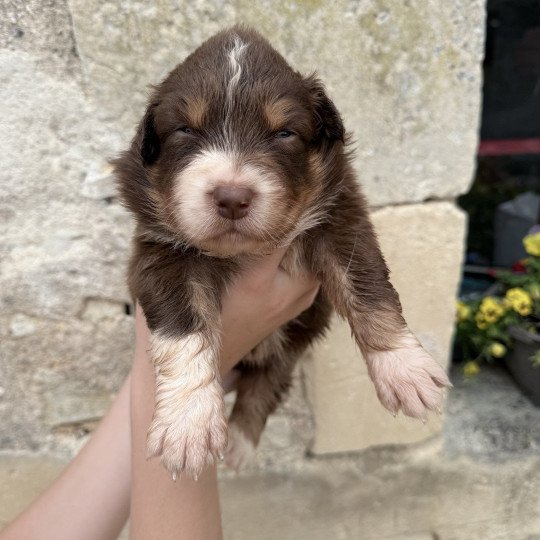 chiot Berger australien Rouge tricolore Aïa Berger australien des fauminards