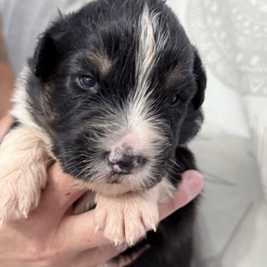 chiot Berger australien Noir tricolore Abi Berger australien des fauminards