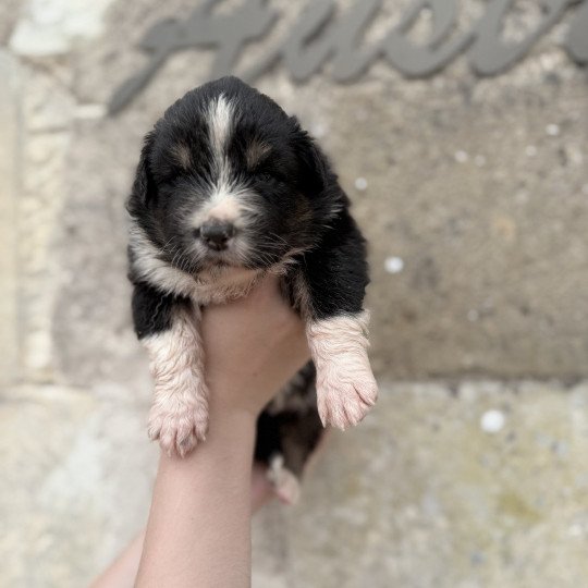 chiot Berger australien Noir tricolore Abi Berger australien des fauminards