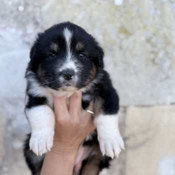 chiot Berger australien Noir tricolore Abi Berger australien des fauminards chiot Berger australien Noir tricolore Abi Berger australien des fauminards