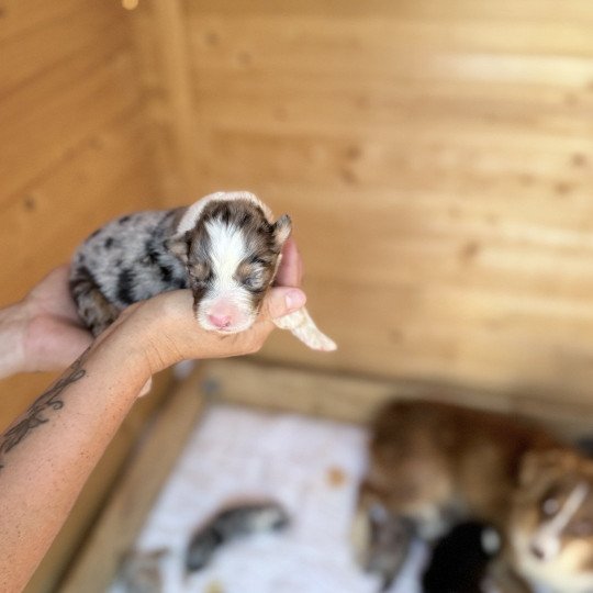 chiot Berger australien Bleu merle ALTO Berger australien des fauminards