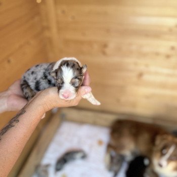 chiot Berger australien Bleu merle ALTO Berger australien des fauminards chiot Berger australien Bleu merle ALTO Berger australien des fauminards