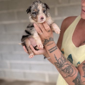 chiot Berger australien Bleu merle ALTO Berger australien des fauminards chiot Berger australien Bleu merle ALTO Berger australien des fauminards