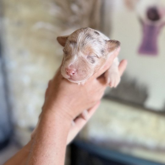 chiot Berger australien Rouge merle Alfa Berger australien des fauminards