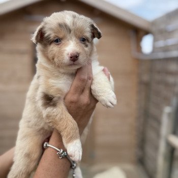 chiot Berger australien Rouge merle Senna Berger australien des fauminards chiot Berger australien Rouge merle Senna Berger australien des fauminards