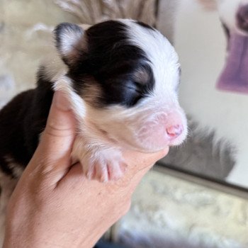 chiot Berger australien Noir tricolore Alpine Berger australien des fauminards chiot Berger australien Noir tricolore Alpine Berger australien des fauminards