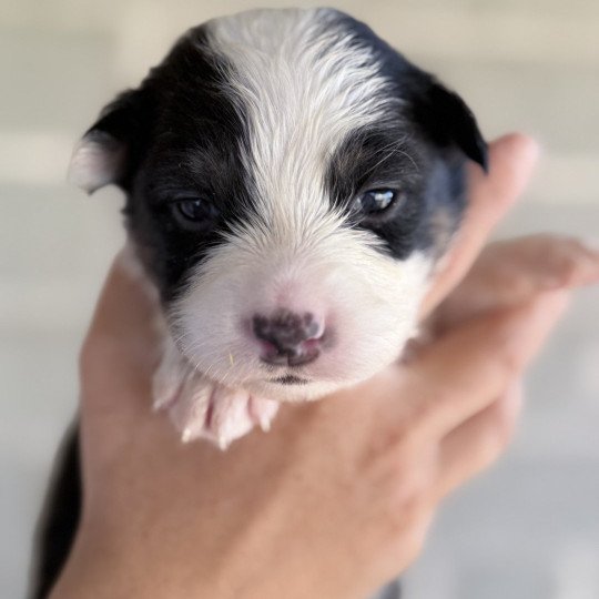 chiot Berger australien Noir tricolore Alpine Berger australien des fauminards