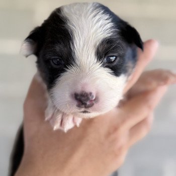 chiot Berger australien Noir tricolore Alpine Berger australien des fauminards chiot Berger australien Noir tricolore Alpine Berger australien des fauminards