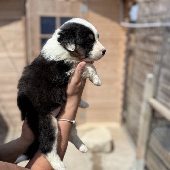 chiot Berger australien Noir tricolore Ava (Alpine) Berger australien des fauminards chiot Berger australien Noir tricolore Ava (Alpine) Berger australien des fauminards