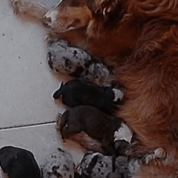 chiot Berger australien Bleu merle ALVIN Berger australien des fauminards chiot Berger australien Bleu merle ALVIN Berger australien des fauminards
