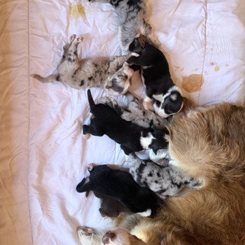 chiot Berger australien Bleu merle ALVIN Berger australien des fauminards chiot Berger australien Bleu merle ALVIN Berger australien des fauminards