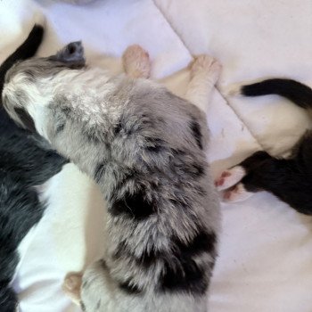 chiot Berger australien Bleu merle ALVIN Berger australien des fauminards chiot Berger australien Bleu merle ALVIN Berger australien des fauminards